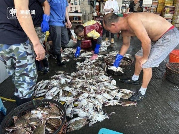 广信配资 价格大跳水，很多人爱吃！相关部门预计：梭子蟹价格可能还会再跌